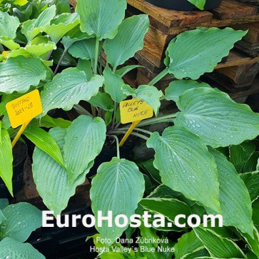 hosta Valley`s Blue Nuke