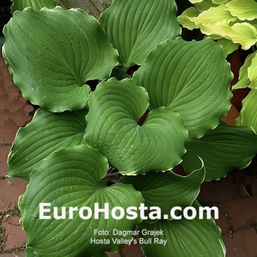 Hosta Valley's Bull Ray