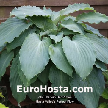 Hosta Valley's Perfect Flow