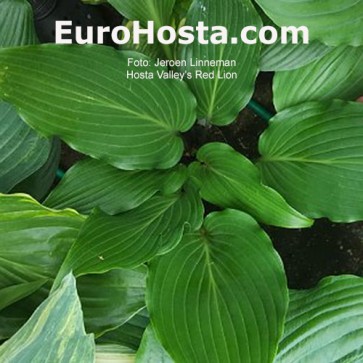 hosta Valley's Red Lion