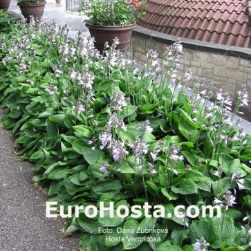 Hosta Ventricosa - Eurohosta