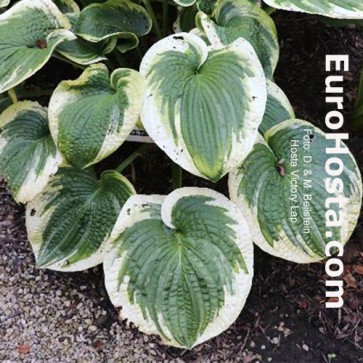 Hosta Victory Lap