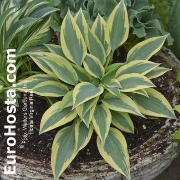 Hosta Virginia Reel