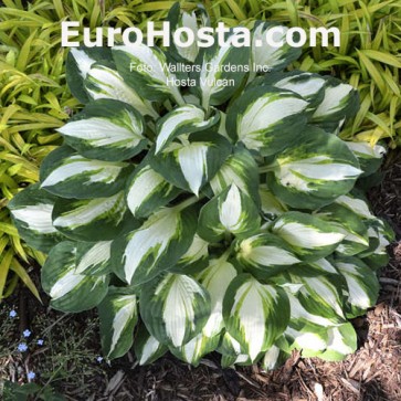 Hosta Vulkan