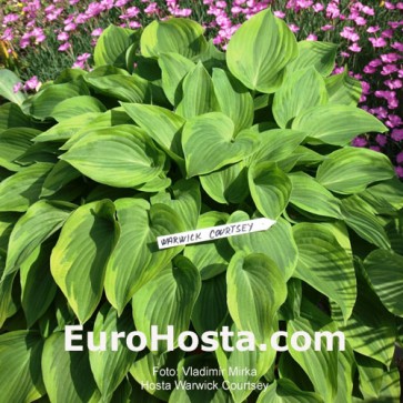 Hosta Warwick Curtsey