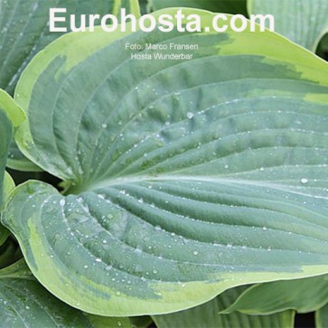 Hosta Wunderbar