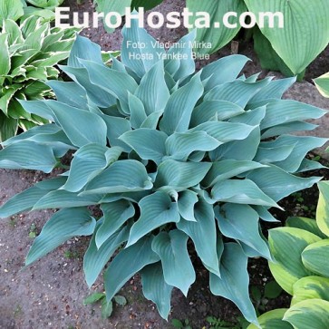 Hosta Yankee Blue