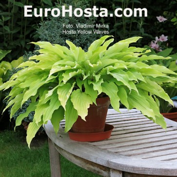 Hosta Yellow Waves