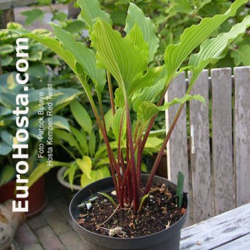 Hosta Kempen Red Twist