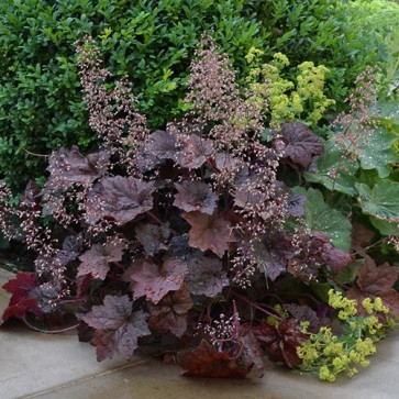 heuchera