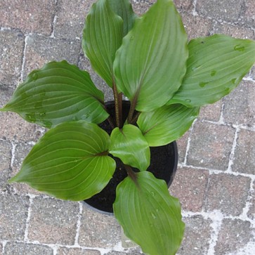 Hosta Holar Red Spear