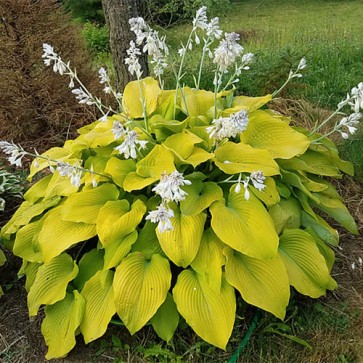 Hosta I Dream of Jeanne