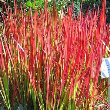 Imperata cylindrica