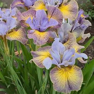 iris Sun Comes Up