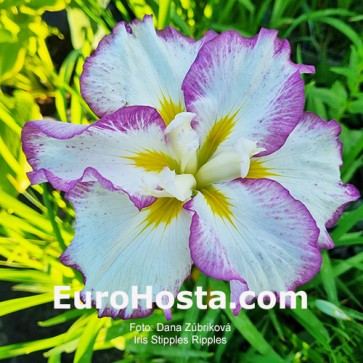 iris Stipples Ripples