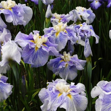 Iris Sugar Dome