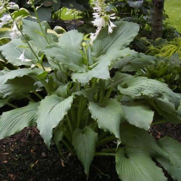 Hosta Lakeside Maestro