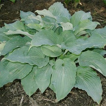 Hosta Lily Blue Eyes