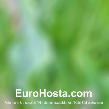 Hosta Little Hobber