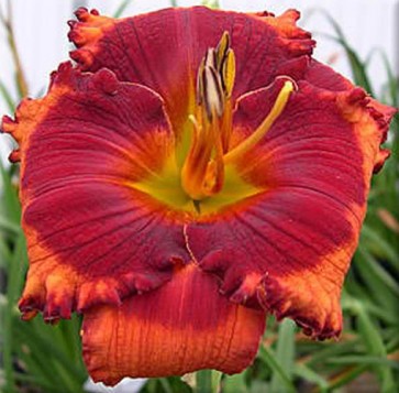 Hemerocallis Orange City