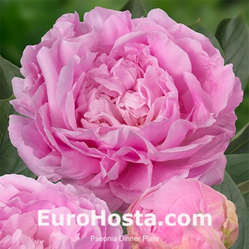 Paeonia Dinner Plate