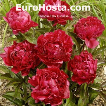  peony Felix Crousse