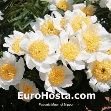 Paeonia Moon of Nippon