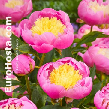 Peony Bowl of Beauty