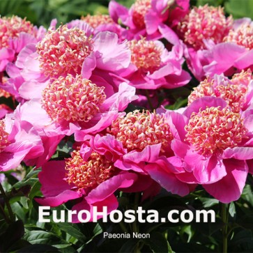 Paeonia Neon