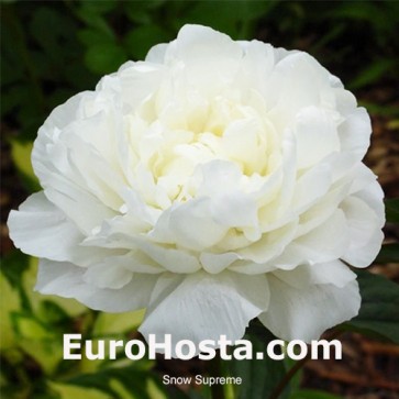 Paeonia Snow Supreme