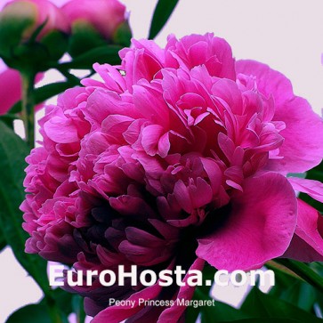 Pivoňka Princess Margaret | EuroHosta