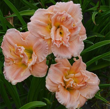 Hemerocallis Pink Madonna
