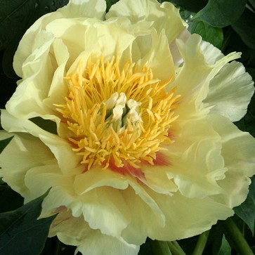 Peony Prairie Charm