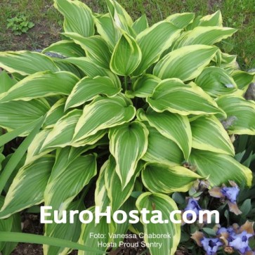 Hosta Proud Sentry - Eurohosta