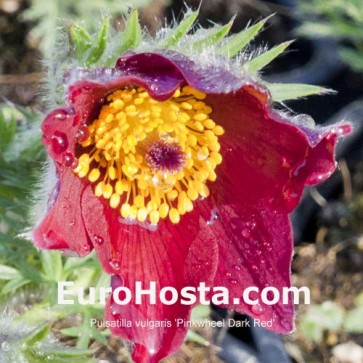 Pulsatilla vulgaris Red