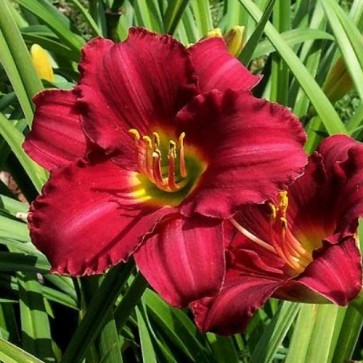 Hemerocallis Woodside Ruby