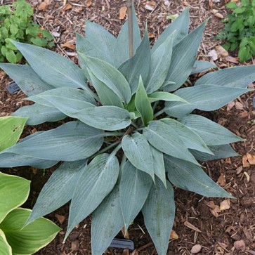 Hosta Scheherazade