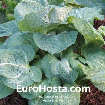 Hosta Spilt Milk - Eurohosta