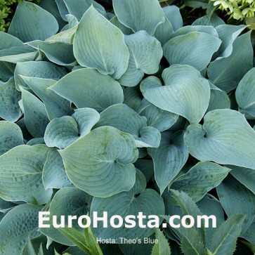 Hosta Theo's Blue - Eurohosta