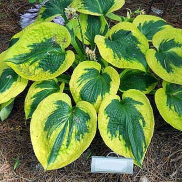 Hosta Tootie Mae