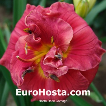 Hemerocallis Rose Corsage