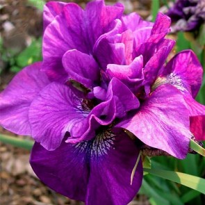 Iris Tumble Buck