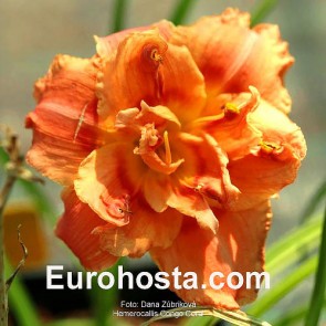 Hemerocallis Congo Coral