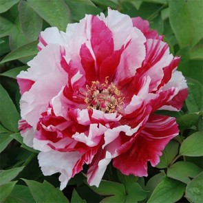 Paeonia Dao Jin