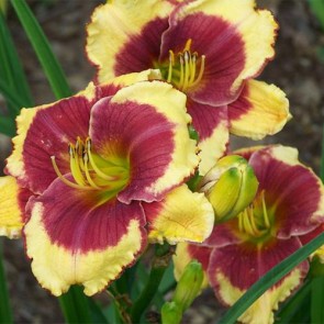 Hemerocallis Aragon