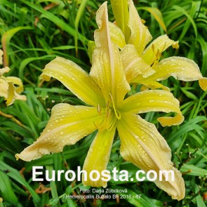 Hemerocallis BF 2018 - 17 Eurohosta