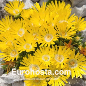 Delosperma basuticum "Gold Nugget"