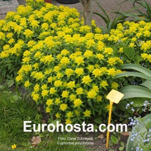 Euphorbia polychroma