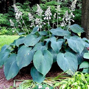 Hosta Blue Angel - Eurohosta