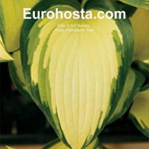 Hosta Champagne Toast